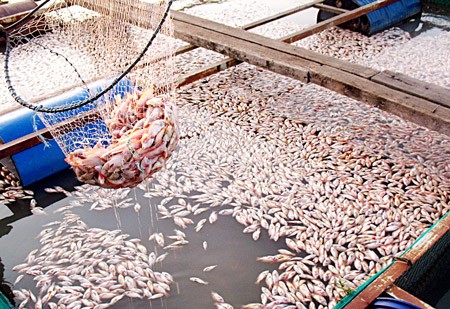 Masses of dead fish float densely on the water’s surface in a cage on the Dong Nai River. (Photo:SGGP)